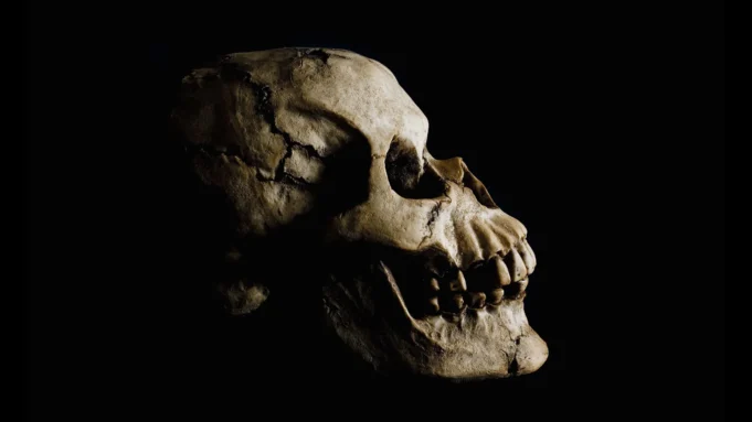 side-view-ancient-human-skull.webp