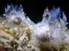 台灣發現的微小「芝麻」海蛞蝓是一個新物種