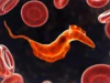 科學家發現古代單細胞祖先仍然生活在你的血液中