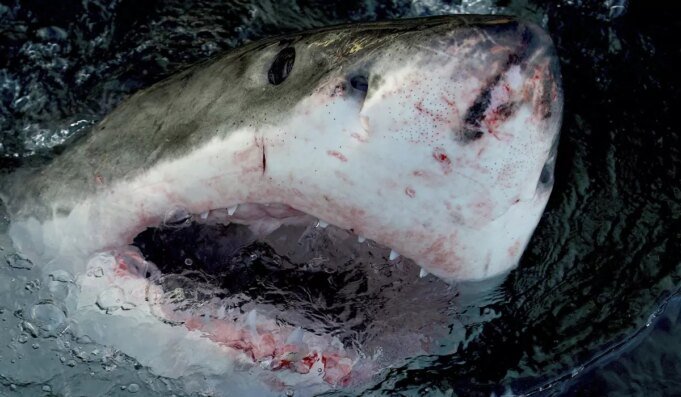 tv-shark_week_24516_c0-182-3000-1932_s1200x700.jpg