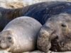 野生動物專家表示,H5N1 禽流感正在聖馬刁海岸附近的海獺和海獅身上傳播