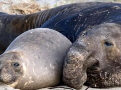 野生動物專家表示,H5N1 禽流感正在聖馬刁海岸附近的海獺和海獅身上傳播