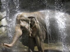 前洛杉磯動物園大象蒂娜生病;塞繆爾傑克遜和活動人士呼籲庇護
