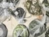 國際野生動物貿易導致疾病在物種之間傳播