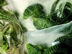 奧克斯納德男子走私 1,700 隻爬行動物中的小鱷魚,被判五年監禁