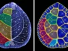 科學家發現了隱藏在中國金錢樹葉子裡的數學秘密