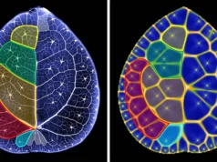 科學家發現了隱藏在中國金錢樹葉子裡的數學秘密
