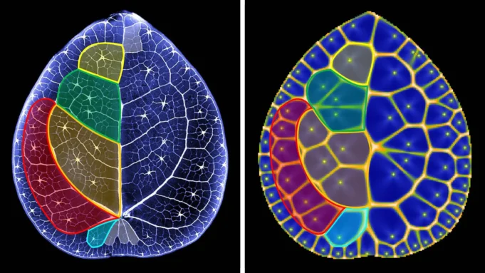 voronoi-diagram.webp