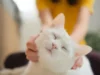 科學家稱家貓可以幫助發現人類癌症的新療法