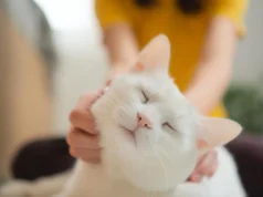 科學家稱家貓可以幫助發現人類癌症的新療法