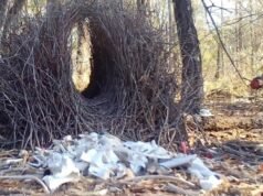 園丁鳥為了愛情偷現金、塑膠和手銬