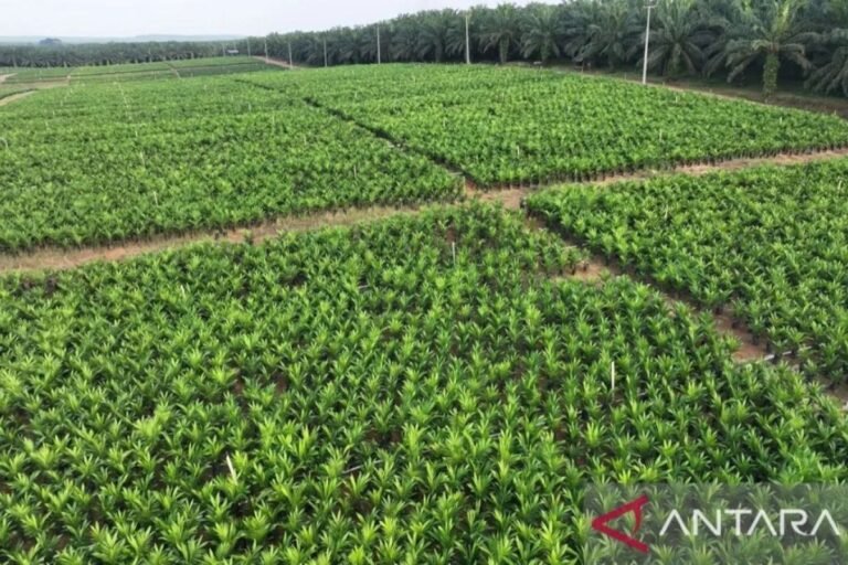 PTPN IV Riau 目標到 2026 年振興油棕面積達到 4,500 公頃