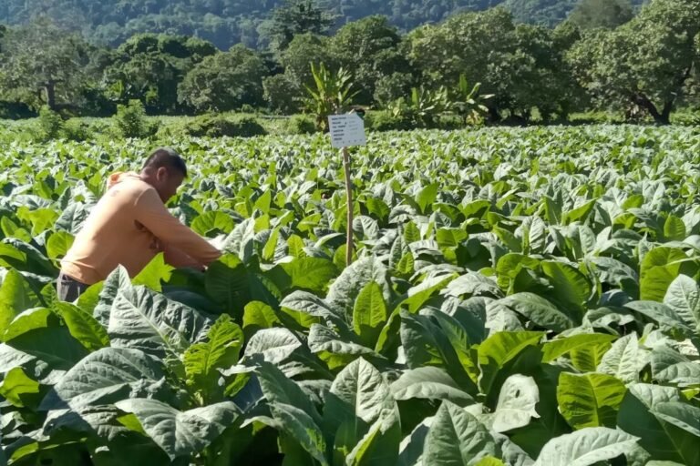 爭取平衡點，維持菸草產業貢獻