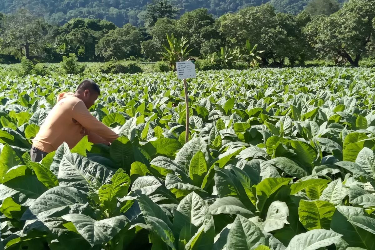 爭取平衡點，維持菸草產業貢獻