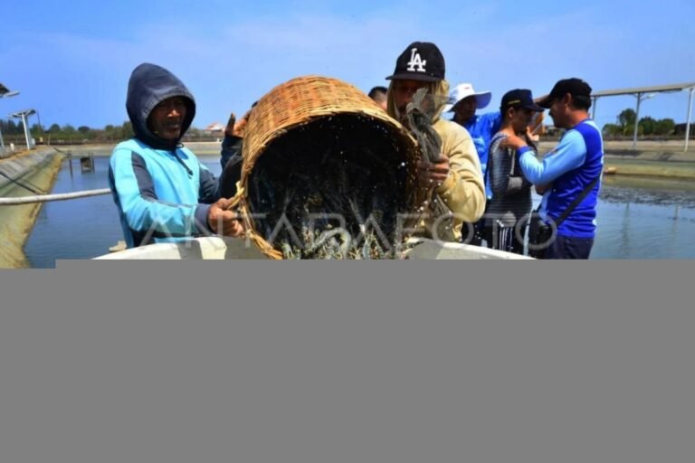 東加里曼丹向世界市場出口數百噸虎蝦