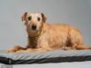 來認識 Muttley 的「失敗者」團隊,他們因為外表不尋常而努力尋找家園
