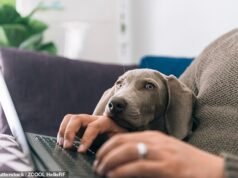 獸醫警告動物護理中存在“定時炸彈”,因為主人求助於人工智慧而不是專業建議