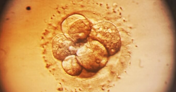 11SCI-EMBRYO-REAX-facebookJumbo.jpg