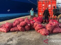 BKHIT Maluku 檢查了運往 Veda Maluku 的 7.7 噸青蔥