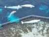 加拿大批准將剩餘的 Marineland 白鯨送往美國各地的西班牙的計劃