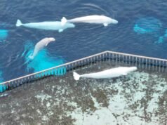 加拿大批准將剩餘的 Marineland 白鯨送往美國各地的西班牙的計劃