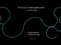 果蠅精子巨大。他們如何保持不糾結?