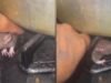 女子在廚房與老鼠對峙並在社群媒體上瘋傳