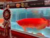 KKP透過國際賽事鼓勵印尼龍魚走向世界