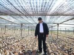 政府準備種植2.8億棵可可椰子樹苗