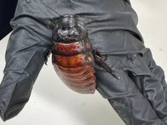 澳洲蟑螂頭目抓到10萬隻非法昆蟲,創下破紀錄的滅蟲紀錄