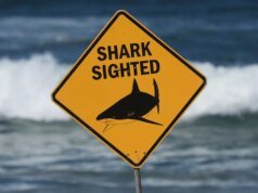 Spearfisher 在澳洲 4 週內第三次致命的鯊魚襲擊中死亡