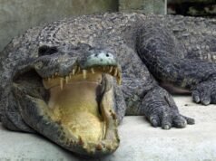 英國動物園鱷魚圈受傷兒童;一名男子因涉嫌謀殺未遂被捕