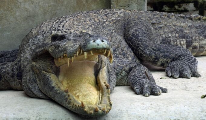 Cambodia_Crocodiles_87890_c0-331-7829-4897_s1200x700.jpg