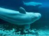 加拿大政府支持將鯨魚從封閉的海洋公園轉移到美國和西班牙的計劃