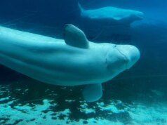 加拿大政府支持將鯨魚從封閉的海洋公園轉移到美國和西班牙的計劃