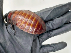 澳洲最大無脊椎動物行動中查獲超過10萬隻非法蟑螂