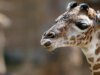 長頸鹿格雷西:為什麼德州有外來動物?