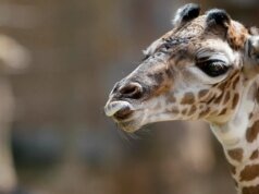 長頸鹿格雷西:為什麼德州有外來動物?
