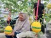 Amanah Aceh 鼓勵居民開發金色以利沙瓜