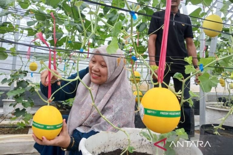 Amanah Aceh 鼓勵居民開發金色以利沙瓜