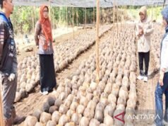 農業部向南加里曼丹分發了14萬粒椰子種子
