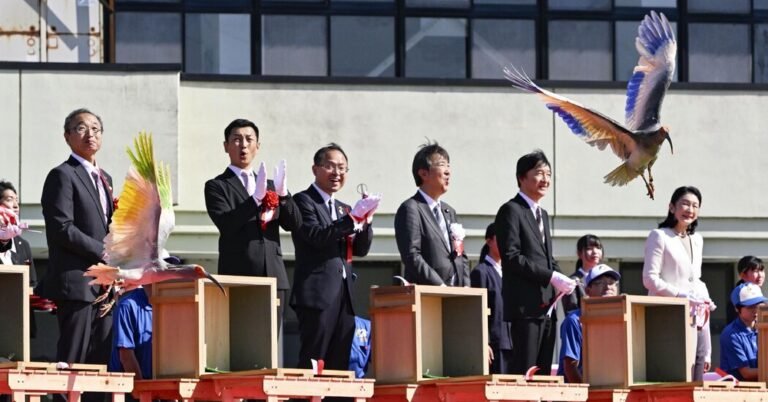 朱鹮再次在日本飛翔，受到皇室待遇