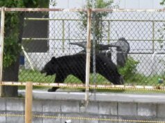 日本住宅區熊襲擊事件增加 4人受傷