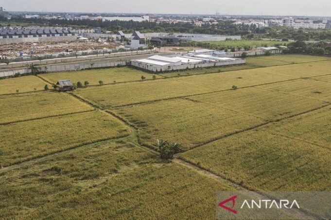 Panen-di-Sawah-Abadi-Jakarta-Timur-230222-Fm-3.jpg