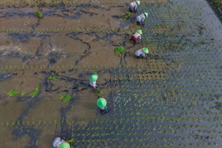 透過耐鹽水的生物鹽稻維持洪水易發地區的糧食安全