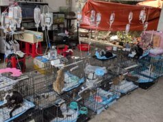 越南警方破獲一重大動物竊盜集團,拯救了 400 多隻貓,使其免於被吃掉