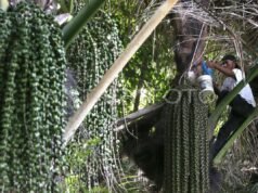 布林研究人員:糖棕有潛力成為國家生物乙醇來源