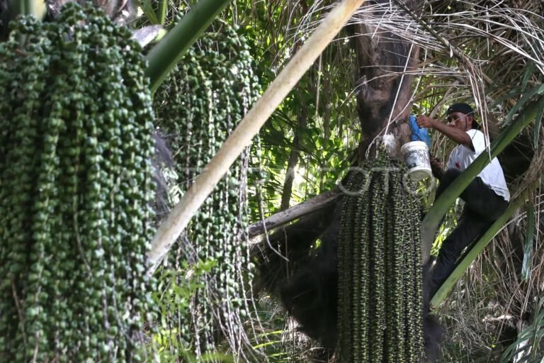 布林研究人員：糖棕有潛力成為國家生物乙醇來源