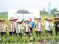 農業部鼓勵坤甸蘆薈產品下架