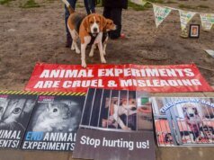 里奇蘭農場比格犬隊透過「戰爭之爪」為退伍軍人找到了新家。